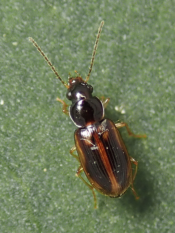Carabidae: Acupalpus maculatus ?